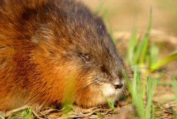 Naklejka na ściany i meble Single Muskrat rodent on a grassy Biebrza river wetlans during the early spring mating period