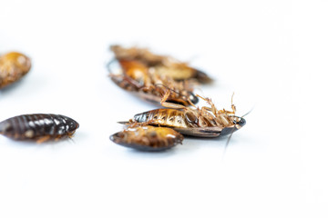 Close-up cockroach for study finding parasites in laboratory.