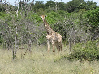 Afrika Tiere Natur