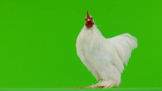 cockerel pecks grain and closes the wings on a green screen