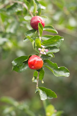 Fresh Barbados cherry on tree