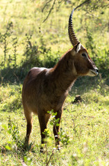 Wasserbock