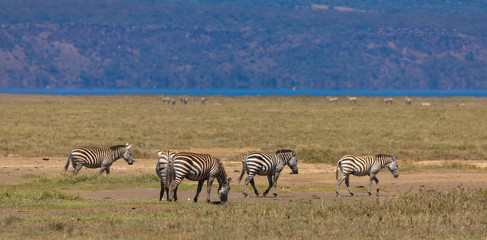 Fototapeta na wymiar Zebraherde im Nakuru-Nationalpark
