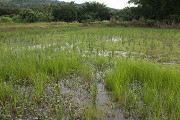 Organic Rice plantation, paddy field Agriculture