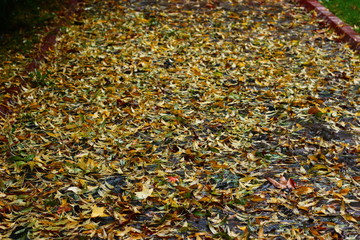 autumn leaves background