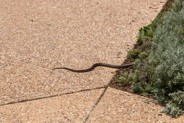 Dugite snake on pavement heading into bush