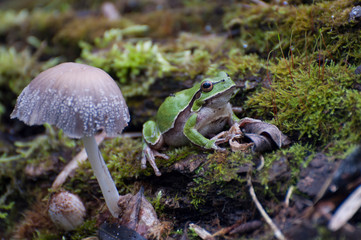 mushroom in forest