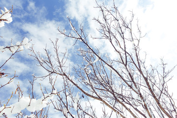 Snow on tree branches