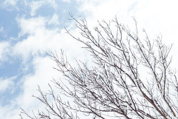 Fototapeta na wymiar Snow on tree branches