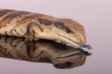 Australian Adolescent Eastern Blue Tongue Lizard tongue exposed in defence - selective focus and close up isolated on reflective perspex base with copy space in horizontal top