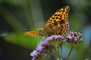 argynnis paphia, farfalla