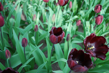 Naklejka premium Tulip Continental (Triumph Group) grown in the park. Spring time in Netherlands. 