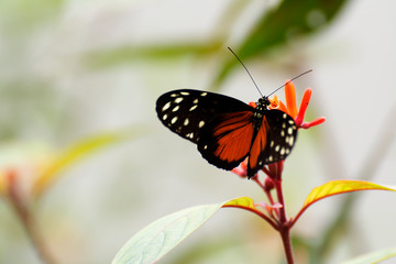 butterfly on flower