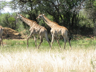 Afrika Tiere Natur