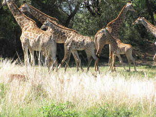 Afrika Tiere Natur
