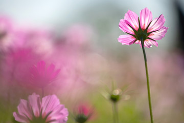 Obraz premium Colourful Cosmos flowers are blooming in the field when Autumn season is coming. It is very beautiful when blossom in the field.