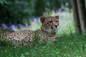 Großaufnahme eins im Gras liegenden Geparden