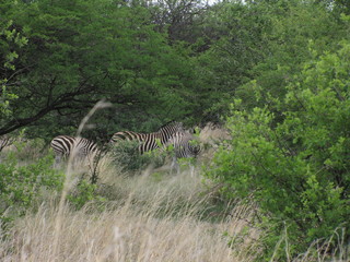 Afrika Tiere Natur