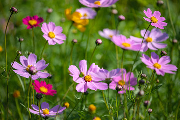Obraz na płótnie Canvas Colourful Cosmos flowers are blooming in the field when Autumn season is coming. It is very beautiful when blossom in the field.