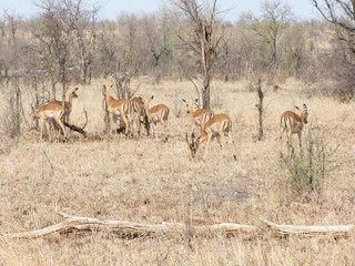 Afrika Tiere Natur