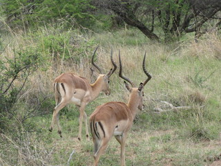 Afrika Tiere Natur
