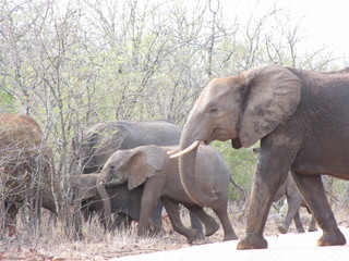 Afrika Tiere Natur