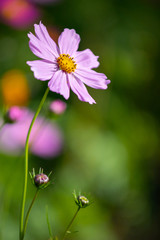 Obraz premium Colourful Cosmos flowers are blooming in the field when Autumn season is coming. It is very beautiful when blossom in the field.