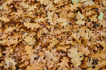 DDiverse range of carved leaves of red oak on the ground. Autumn leaf fall close-up. Natural motive for design.