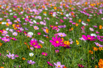 Colourful Cosmos flowers are blooming in the field when Autumn season is coming. It is very beautiful when blossom in the field.