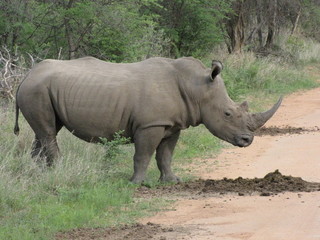 Afrika Tiere Natur