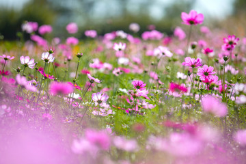 Obraz na płótnie Canvas Colourful Cosmos flowers are blooming in the field when Autumn season is coming. It is very beautiful when blossom in the field.
