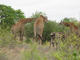 Afrika Tiere Natur
