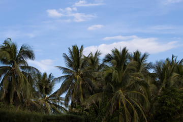 Tropical paradise. Palm trees, coconuts, blue sky and cirrus clouds.