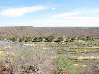Fototapeta premium Afrika Tiere Natur