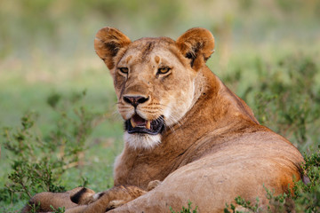 Obraz na płótnie Canvas Portrait of a Lioness in the Masai Mara National Park in Kenya