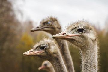 beautiful birds Strauss pose for viewers