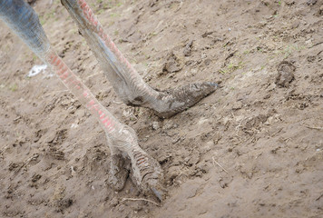 beautiful birds Strauss pose for viewers