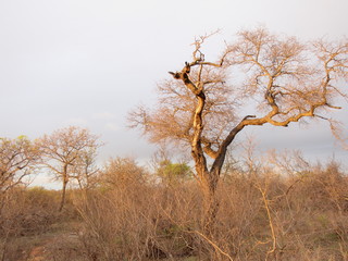 Afrika Tiere Natur