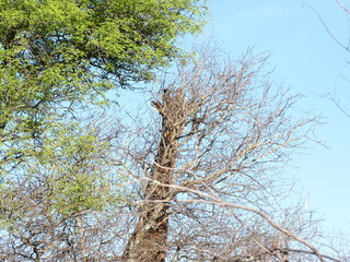 Afrika Tiere Natur