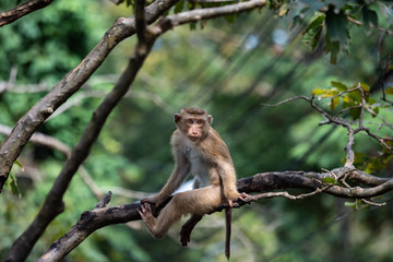 Naklejka na ściany i meble A cute Monkey on the tree ,Monkey Climbing Tree.