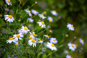 Colourful Cosmos flowers are blooming in the field when Autumn season is coming. It is very beautiful when blossom in the field.