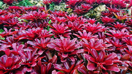 Bromeliad garden colorful tropical