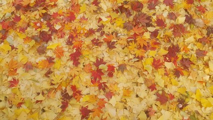 Colorful autumn leaves, yellow, orange, brown leaves on ground in Autumn season (For background and text)
