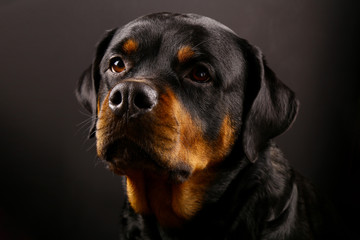 Beautiful dog Rottweiler on a black background close-up