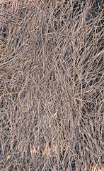 Straw textures grass agriculture