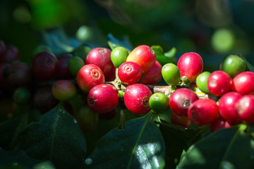 Arabica Coffee berry ripening on a tree