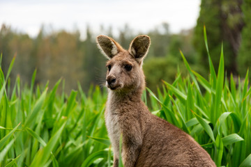 Känguru