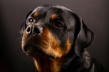 Fototapeta premium Beautiful dog Rottweiler on a black background close-up