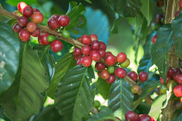 Arabica Coffee berry ripening on a tree