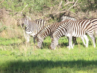 Fototapeta na wymiar Afrika Tiere Natur